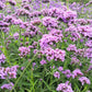 250 COMMON VERVAIN Verbena Officinalis European Herb Pink Purple Flower Seeds