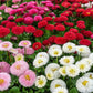 100 MIXED Colors ENGLISH DAISY Bellis Perennis Flower Seeds