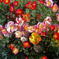 1000 MIXED Colors CALIFORNIA POPPY (Ballerina / Mission Bells) Eschscholzia Californica Flower Seeds
