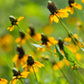 3000 CLASPING CONEFLOWER Rudbeckia Amplexicaulis Yellow Flower Seeds