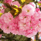 10 JAPANESE FLOWERING CHERRY Tree Oriental Prunus Serrulata Flower Seeds