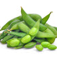 20 Buttery Edamame TOHYA SOYBEAN Pale Green Glycine Max Soy Bean Vegetable Seeds