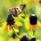 3000 CLASPING CONEFLOWER Rudbeckia Amplexicaulis Yellow Flower Seeds