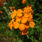 500 SIBERIAN WALLFLOWER Erysimum Cheiranthus Allionii Orange Flower Seeds