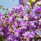1000 Bulk CREPE MYRTLE Mixed Colors Lagerstroemia Indica Mix Tree Shrub Flower Seeds - Red, Purple, Light Pink, Dark Pink, White, & Lilac