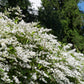 35 EUROPEAN PRIVET HEDGE Common Wild Ligustrum Vulgare Flower Shrub Seeds