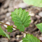 500 SALAD BURNET Sanguisorba Minor Edible Greens Vegetable Herb Flower Seeds