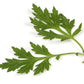 1000 COMMON MUGWORT Artemisia Vulgaris Wild Wormwood Herb Yellow Red Flower Seeds