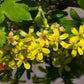 20 GOLDEN CURRANT SHRUB Black Fruit Yellow Flower Ribes Chrysobotrya Aurea Seeds