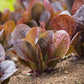 3000 CIMMARON Red ROMAINE LETTUCE Lactuca Sativa Vegetable Seeds