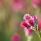 20 RED PUSSYTOES Antennaria Dioica Rubra Everlasting Flower Seeds