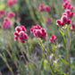 20 RED PUSSYTOES Antennaria Dioica Rubra Everlasting Flower Seeds