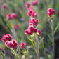 20 RED PUSSYTOES Antennaria Dioica Rubra Everlasting Flower Seeds