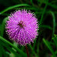 100 MIMOSA Pudica / SENSITIVE PLANT / Touch Me Not Flower Seeds