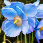 10 BLUE HIMALAYAN POPPY Tibetan Meconopsis Betonicifolia Flower Seeds
