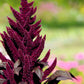 250 PRINCES FEATHER AMARANTHUS Cruentus Oeschberg Purple Red Flower Herb Seeds