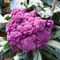 25 PURPLE CAULIFLOWER Violet Queen Brassica Oleracea Botrytis Vegetable Seeds