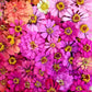 250 Mixed Colors ZINNIA ELEGANS Flower Seeds