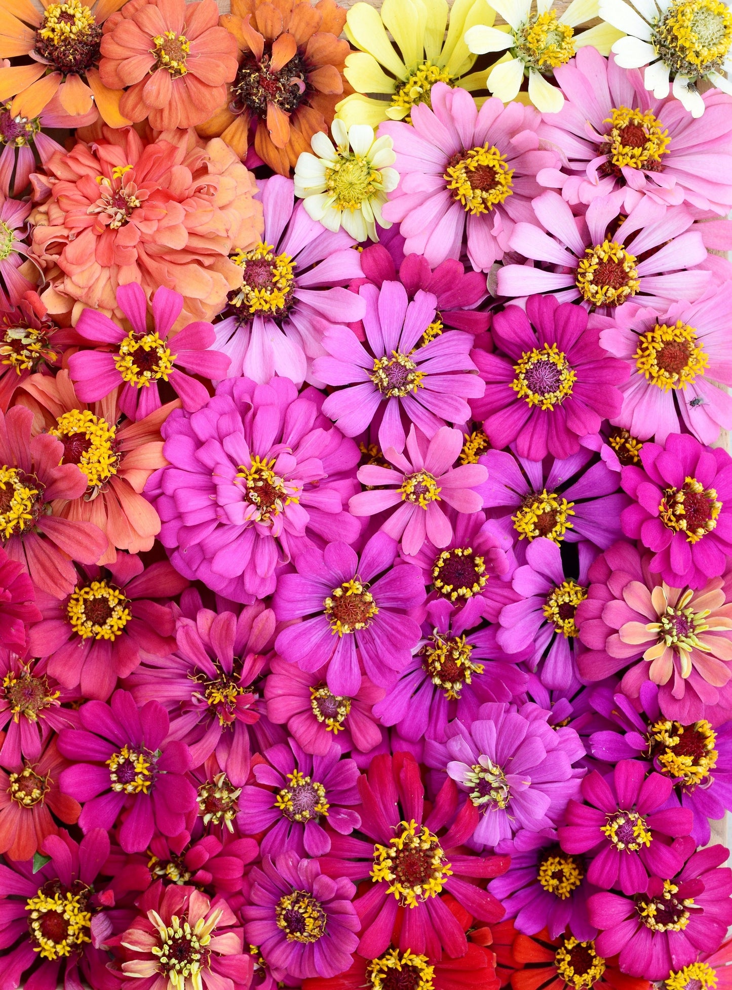 250 Mixed Colors ZINNIA ELEGANS Flower Seeds