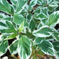 25 FIRE and ICE DOGWOOD Cornus Alba Shrub Tree Variegated Red Bark White Berry & Flower Seeds