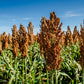 50 MENNONITE SORGHUM Sugar Cane Sorghum Bicolor Grain Vegetable Seeds