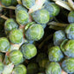 1000 Long Island IMPROVED BRUSSEL SPROUTS Brassica Oleracea Gemmifera Vegetable Seeds