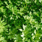 50 LOVAGE Levistucum Officinale - Flavor like celery & anise - Herb Flower Seeds