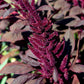 250 BURGUNDY AMARANTHUS Hypochondriacus Amaranth Grain Vegetable Flower Seeds