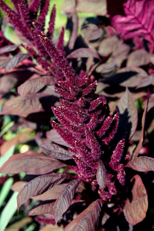 250 BURGUNDY AMARANTHUS Hypochondriacus Amaranth Grain Vegetable Flower Seeds