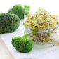 1000 WALTHAM 29 BROCCOLI Brassica Oleracea Vegetable Seeds