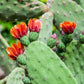 10 Orange PRICKLY PEAR CACTUS Nopal Indian Fig Opuntia Ficus-Indica Fruit Flower Seeds