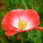 2000 MIXED Colors SHIRLEY POPPY ( aka Corn / Field / Flanders ) Papaver Rhoeas Flower Seeds