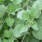 100 White HOREHOUND Marrubium Vulgare Herb Flower Seeds