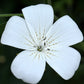 50 Bianca WHITE CORN COCKLE Agrostemma Githago Flower Seed