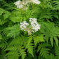 20 SWEET CICELY Myrrhis Odorata Herb Fragrant Flower Licorice Flavor Seeds
