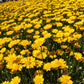 250 YELLOW DAISY Chrysanthemum Multicaule Mini Marguerite Flower Seeds