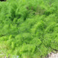 15 GIANT FENNEL Ferula Communis Gigantea Yellow Flower Herb Seeds
