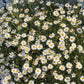 200 White SWAN RIVER DAISY Brachyscome Iberidifolia Flower Seeds