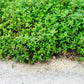 100 Walk On Me CREEPING THYME Thymus Serpyllum Herb Flower Seeds