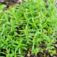 150 Creeping WINTER SAVORY Satureja Montana Herb Pink Flower Seeds
