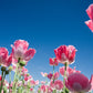 1000 PINK & WHITE POPPY Papaver Somniferum Flower Seeds