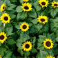 30 INCREDIBLE DWARF SUNFLOWER Helianthus Annuus Flower Seeds