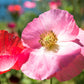 2000 MIXED Colors SHIRLEY POPPY ( aka Corn / Field / Flanders ) Papaver Rhoeas Flower Seeds