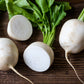 3000 SHOGOIN TURNIP White Japanese Brassica Rapa Root & Greens Vegetable Seeds