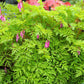 10 Pink FRINGED Fern Leaf BLEEDING HEART Dicentra Eximia Fernleaf Sun or Shade Flower Seeds