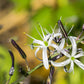 10 WAVY LEAFED SOAP PLANT California Soaproot Amole Lily Chlorogalum Pomeridianum Laothoe White Purple Striped Flower Native Herb Seeds