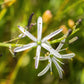 10 WAVY LEAFED SOAP PLANT California Soaproot Amole Lily Chlorogalum Pomeridianum Laothoe White Purple Striped Flower Native Herb Seeds