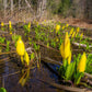 10 Yellow SWAMP LANTERN Moist Lysichiton Americanus Skunk Cabbage Flower Seeds