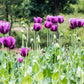 1000 HUNGARIAN BREADSEED POPPY Papaver Somniferum Purple Blue Flower Seeds