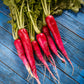 250 RED Arrow SPROUTING RADISH MiniGreen Daikon Raphanus Sativus Vegetable Seeds